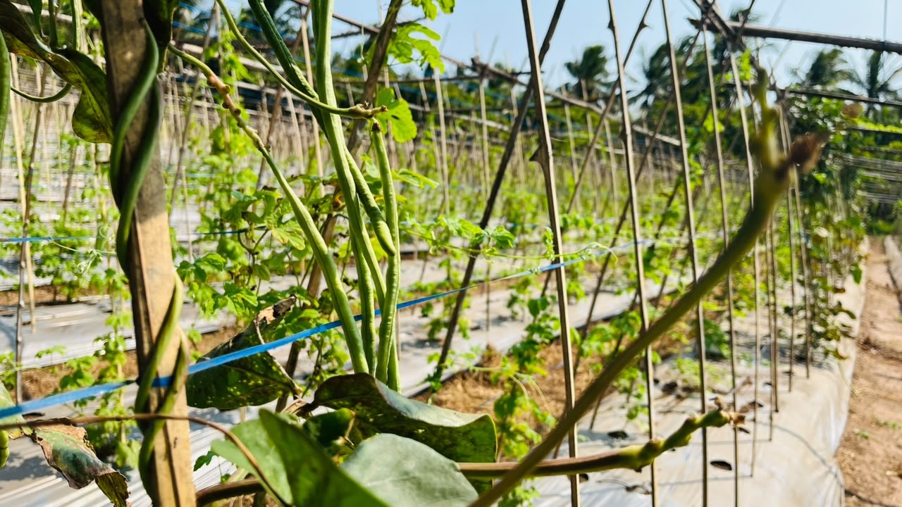 Kacang panjang siap panen