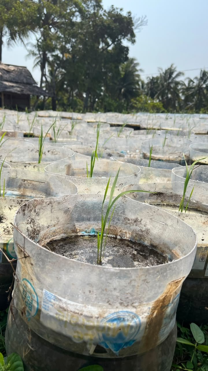 Pembibitan dan penyiraman tetes