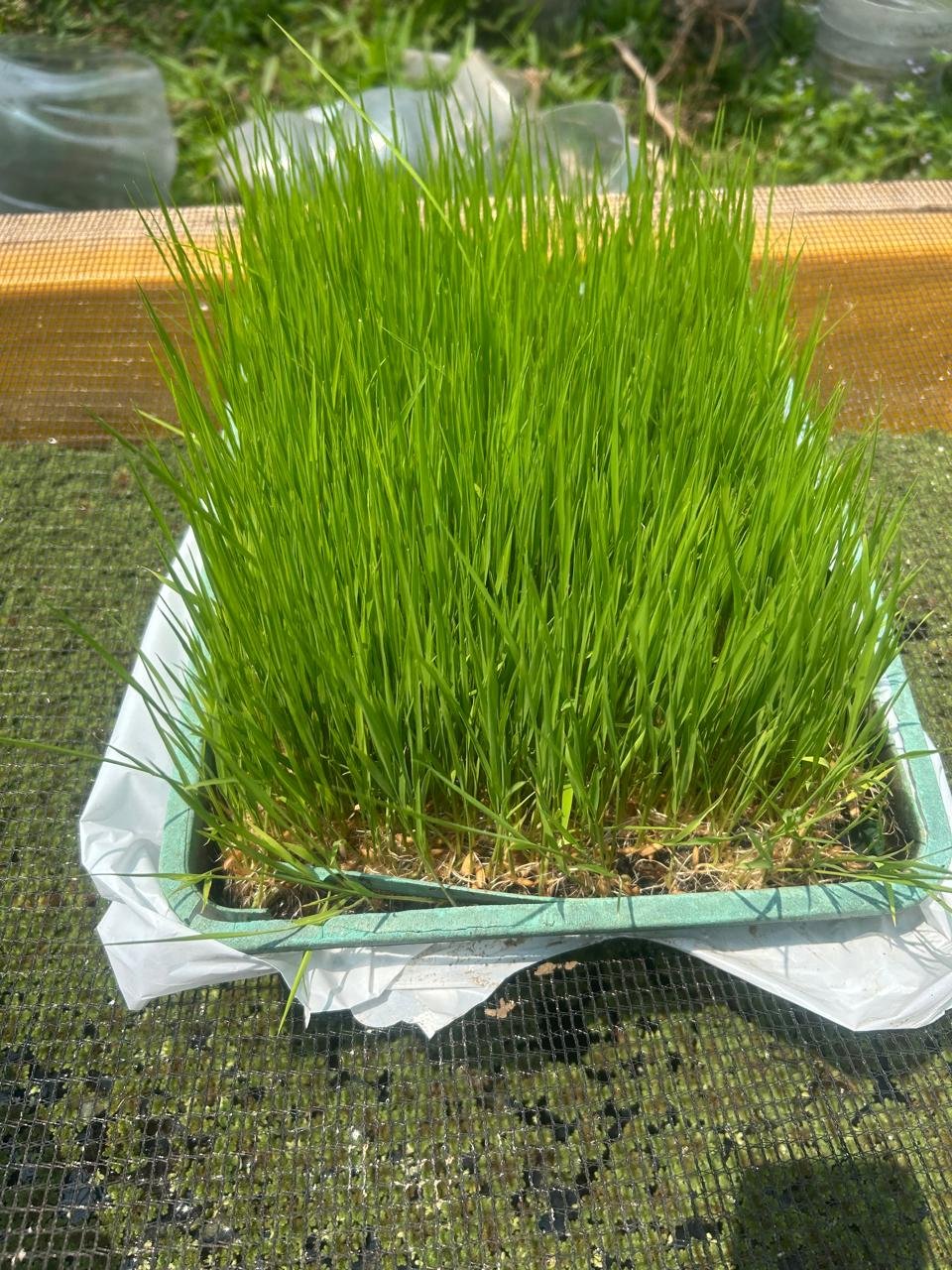 Bibit padi