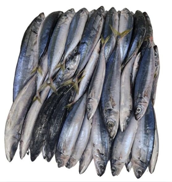 Ikan layang