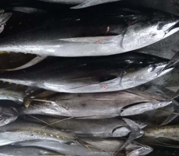 Tuna segar